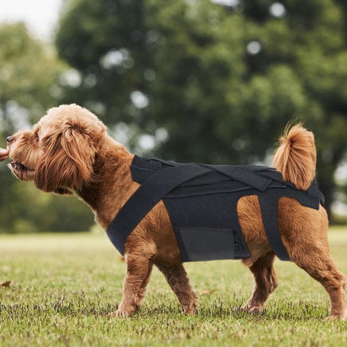 Dog back brace pet - back, brace,