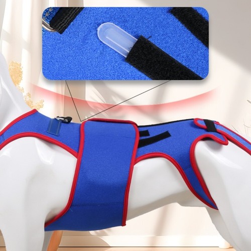 Blue dog back brace for - dog,