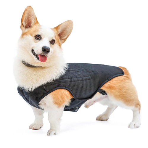 Ivdd back brace - back, dogs