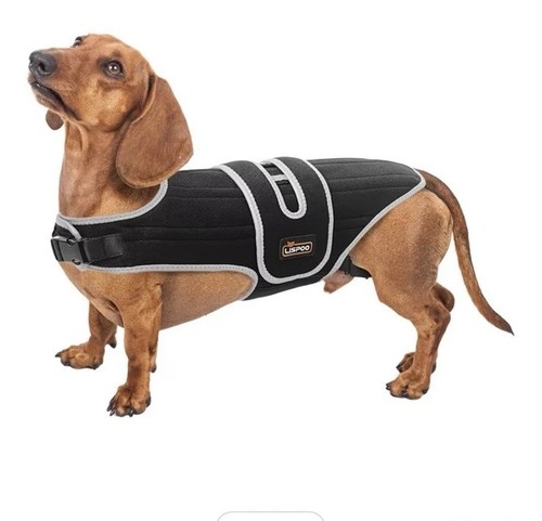 Tipoop ivdd dog back - ivdd,