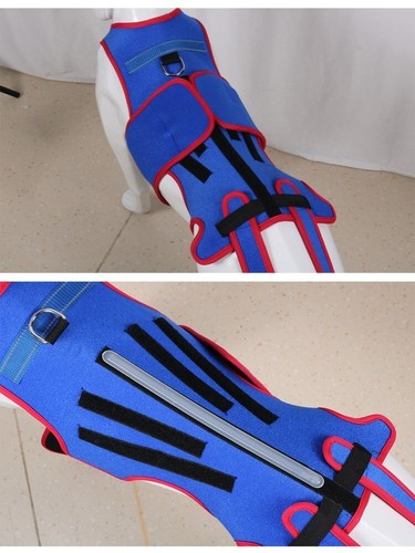 Blue dog back brace - dog,